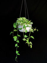 Pothos / Marble Queen