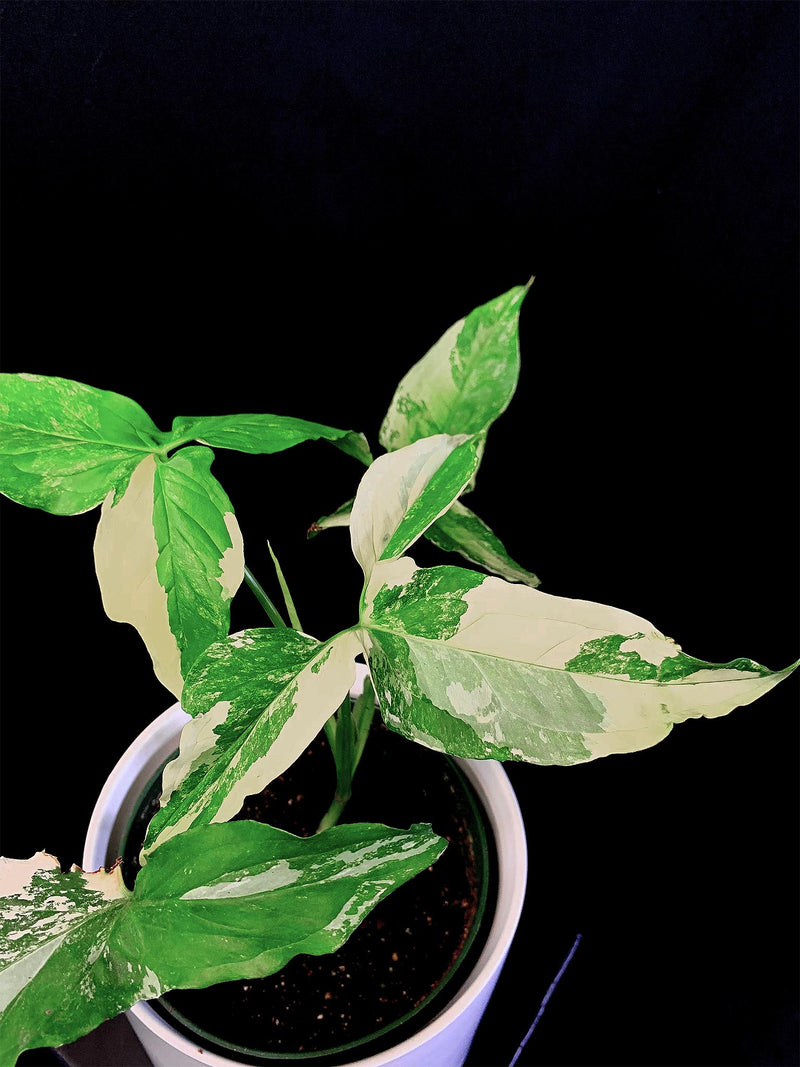 Syngonium / Podophyllum Albo Variegata