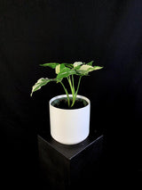 Syngonium / Podophyllum Albo Variegata