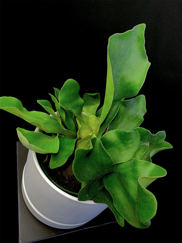 Fern / Staghorn