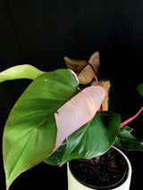 Philodendron / Erubescens “Pink Princess”