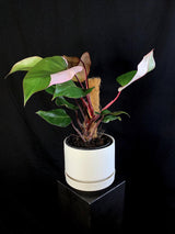 Philodendron / Erubescens “Pink Princess”