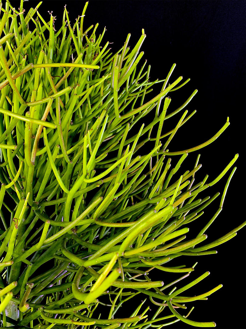 Euphorbia / Tirucalli Pencil Cactus