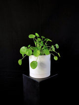 Pilea / Peperomioides