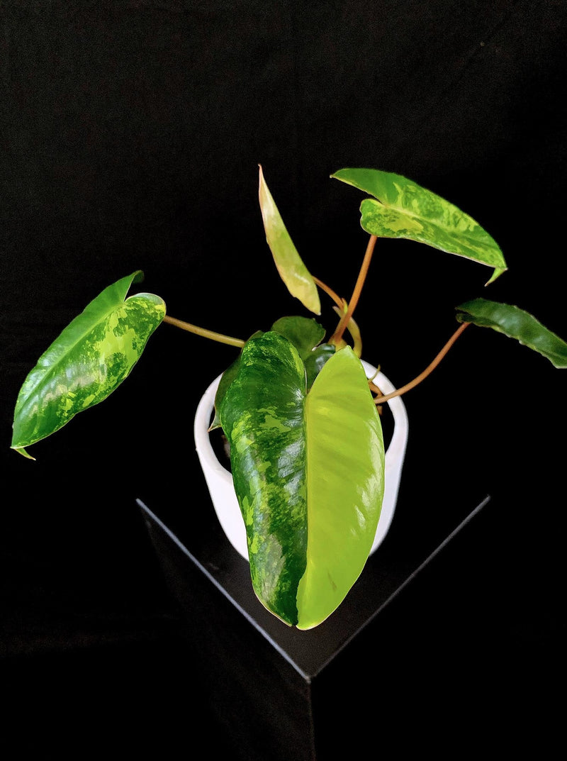 Philodendron / 'Burle Marx' Variegated