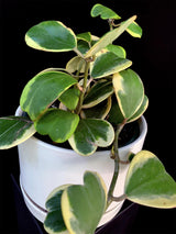 Hoya / Kerrii Varigated