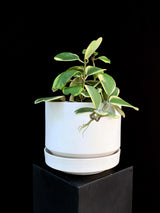 Hoya / Kerrii Varigated