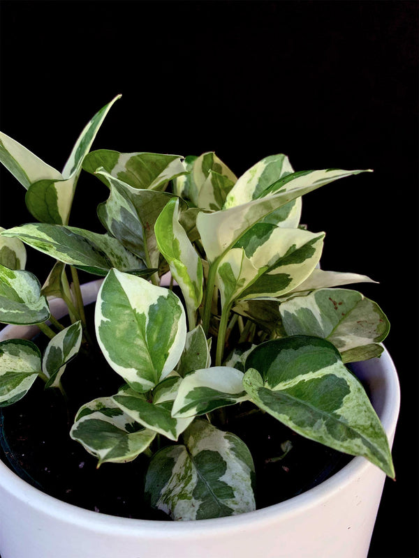Pothos / Pearls n Jade