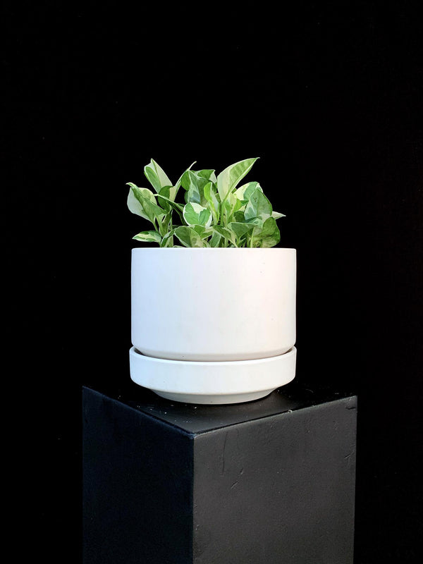 Pothos / Pearls n Jade