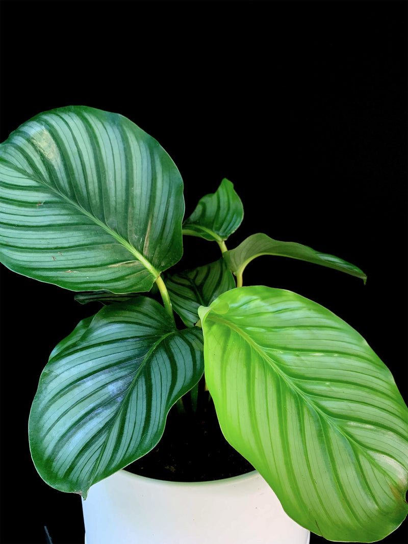Calathea / Orbifolia