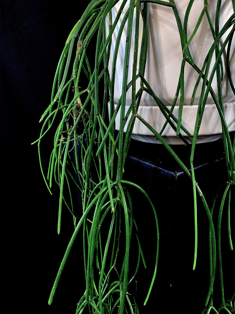 Rhipsalis / Baccifera