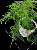 Fern / Plumosa