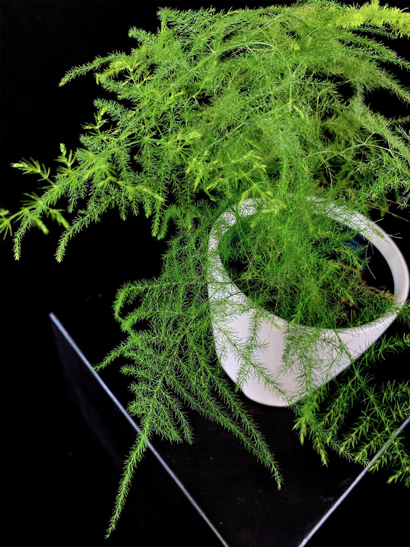 Fern / Plumosa