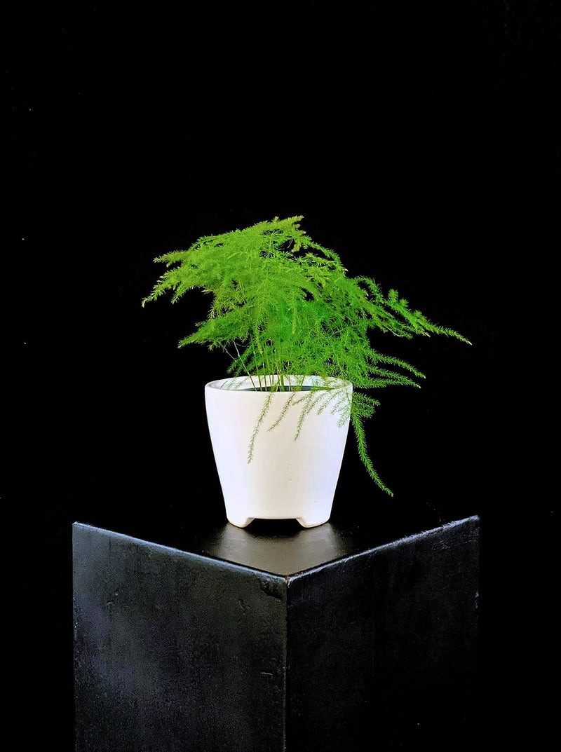 Fern / Plumosa