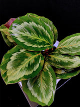 Calathea / Medallion