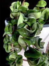Hoya / Compacta