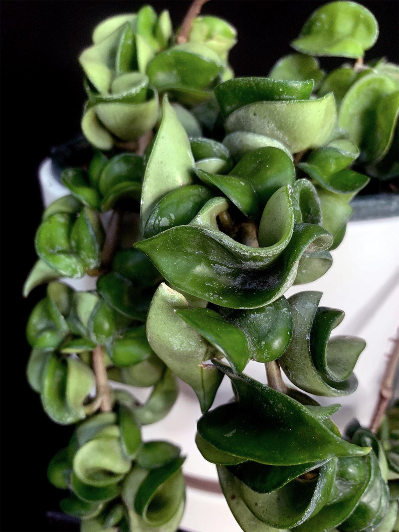 Hoya / Compacta