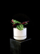 Calathea / Medallion