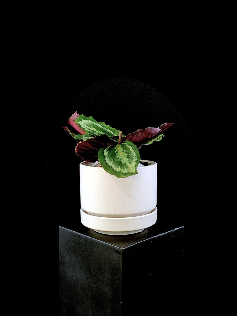 Calathea / Medallion