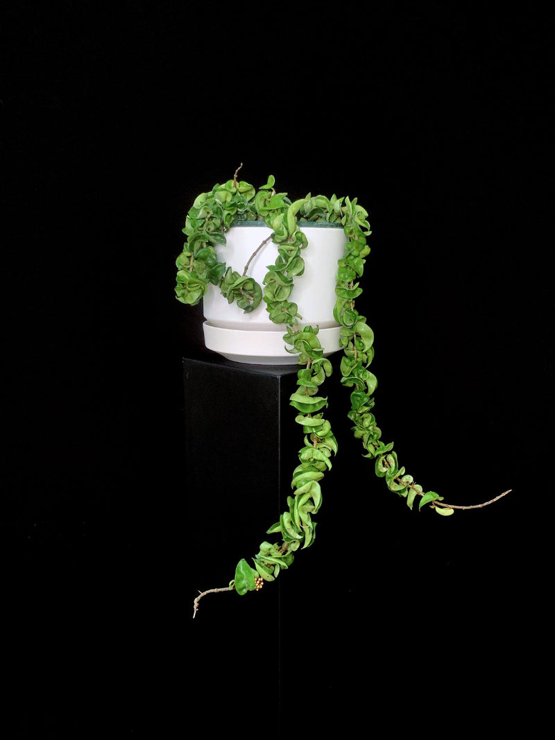 Hoya / Compacta