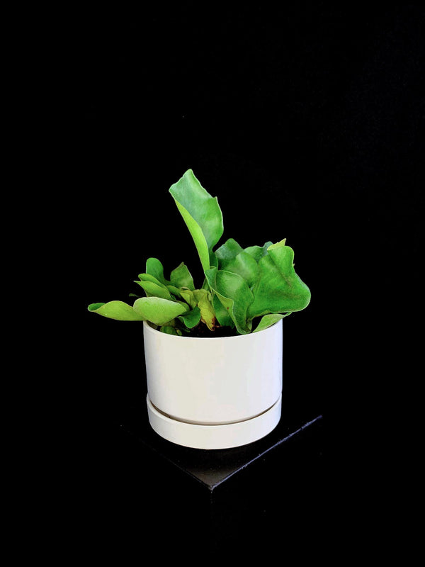 Fern / Staghorn