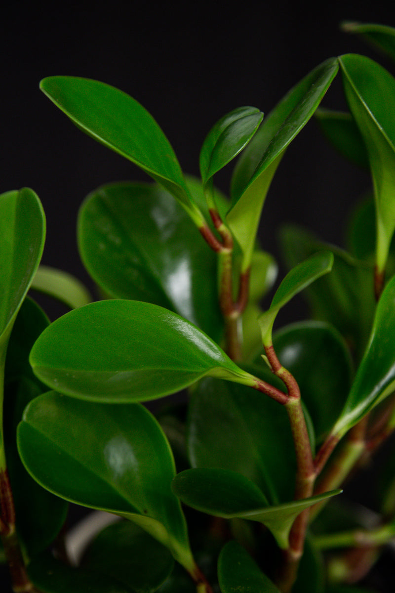 Peperomia / Obtusifolia