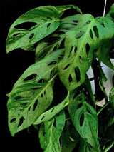 Monstera / Adansonii Live Plants