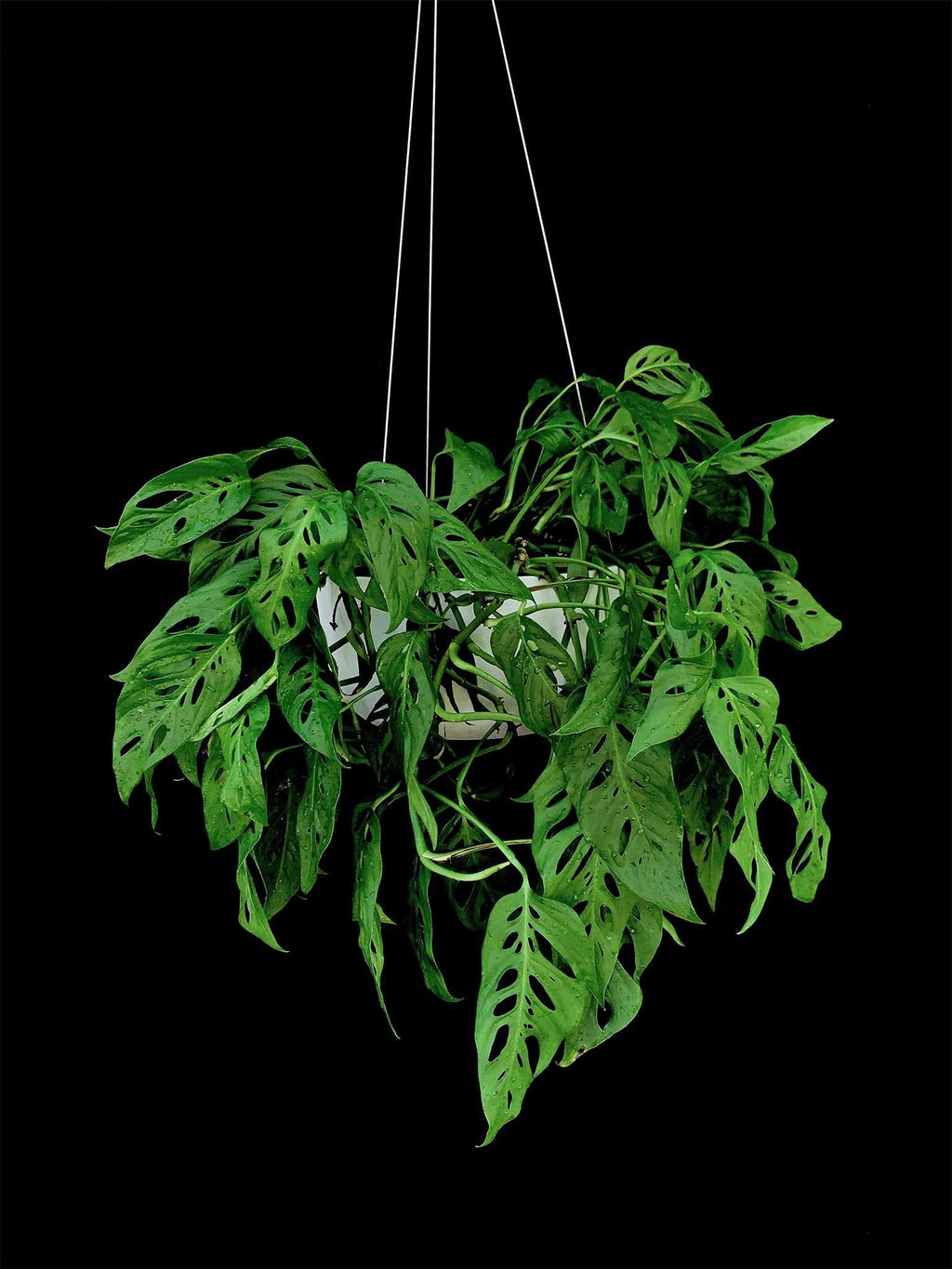monstera adansonii live plant Monstera / Adansonii – Flora/Fauna
