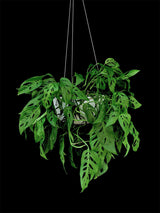 Monstera / Adansonii Live Plants