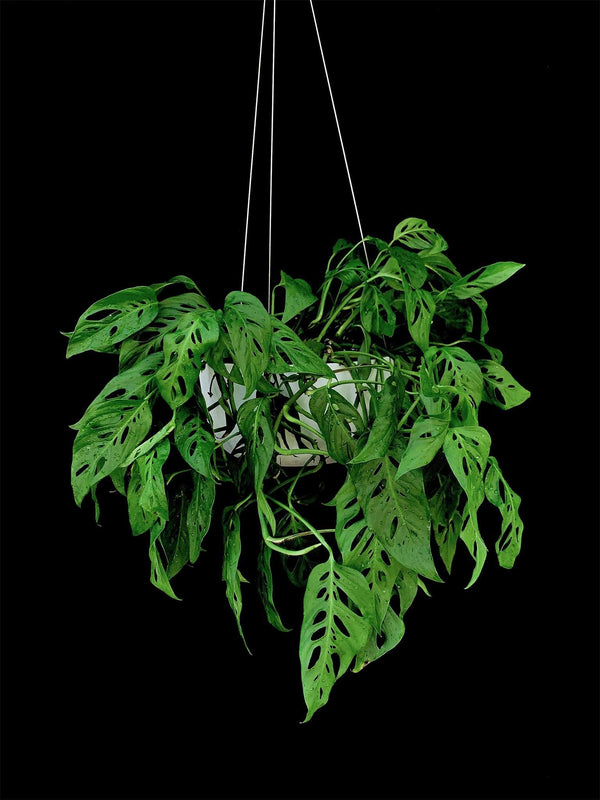 Monstera / Adansonii Live Plants