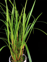 Maxillaria / Tenuifolia