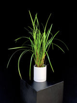 Maxillaria / Tenuifolia