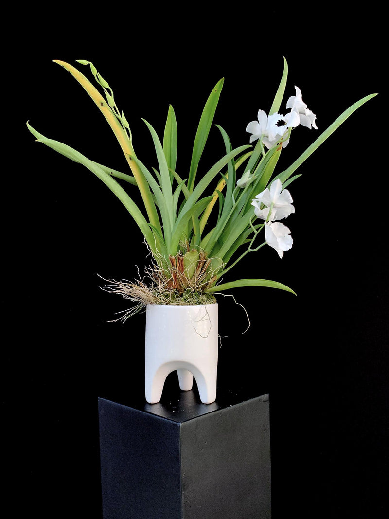 Orchid / Miltoniopsis ‘Lilian Nakamoto Tanto’