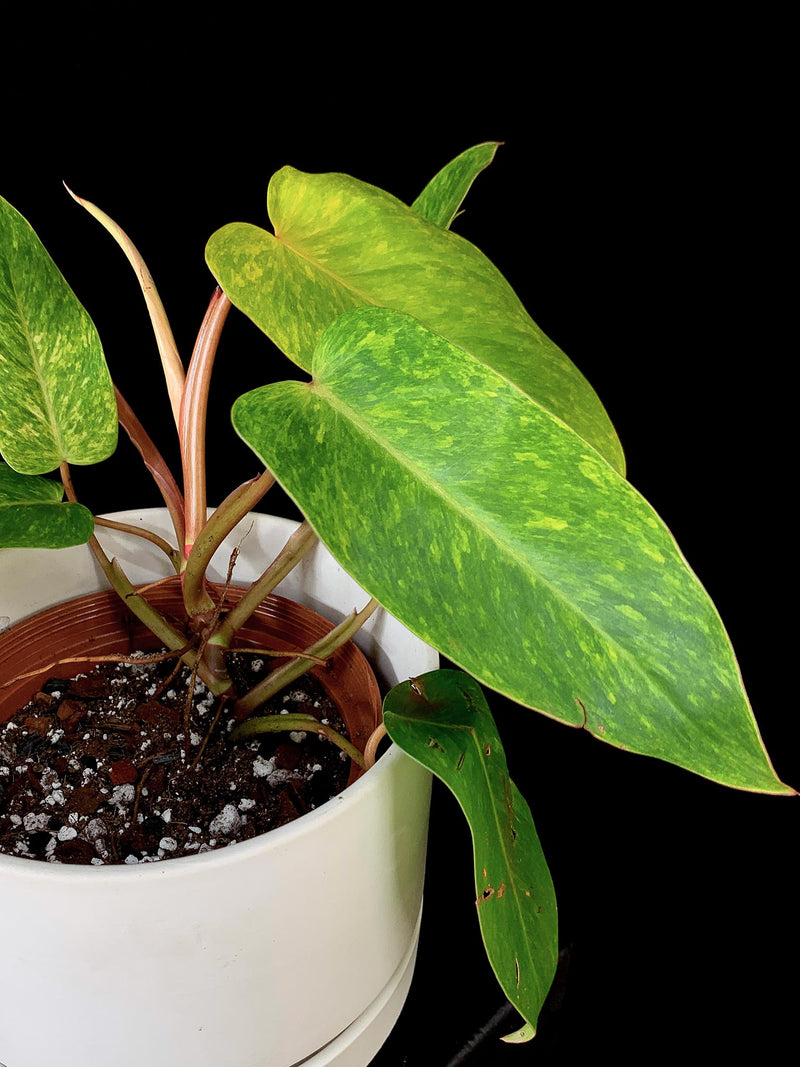 Philodendron / Painted Lady