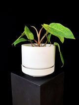Philodendron / Painted Lady