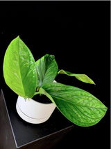 Monstera / Pinnatipartita