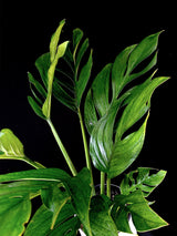 Monstera / Pinnatipartita