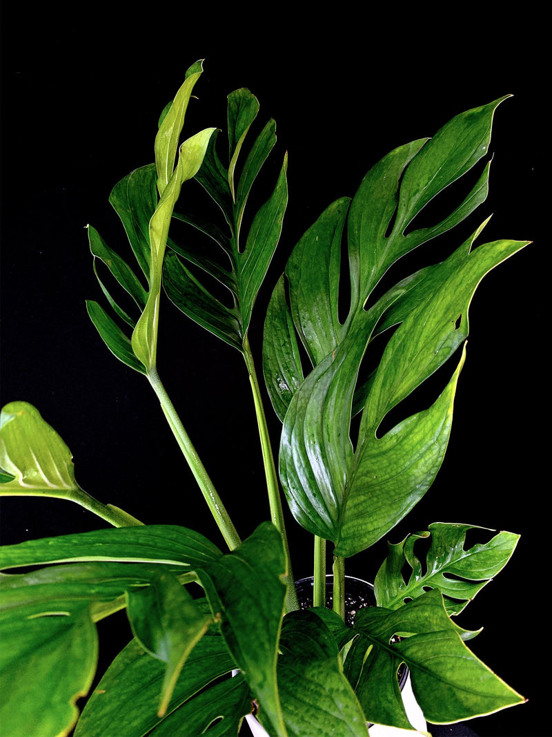 Monstera / Pinnatipartita