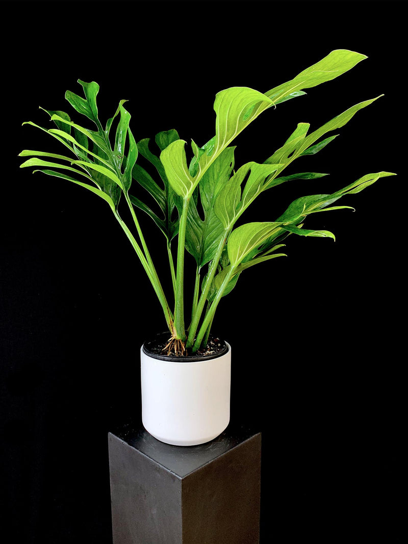 Monstera / Pinnatipartita