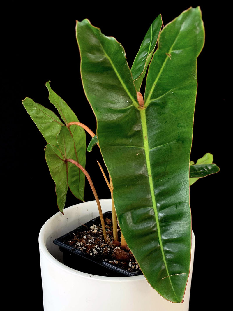 Philodendron / Billietiae