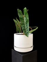 Philodendron / Billietiae