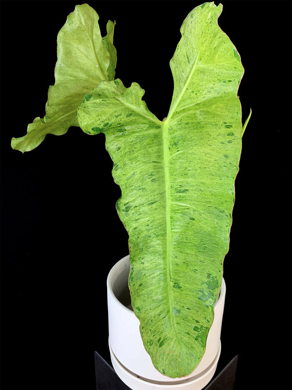 Philodendron / Paraiso Verde