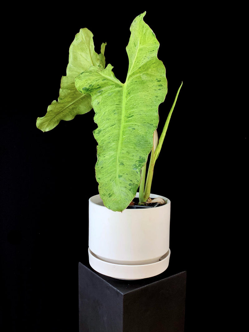 Philodendron / Paraiso Verde